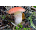 Мицелий Мокрухи розовой (Gomphidius roseus)
